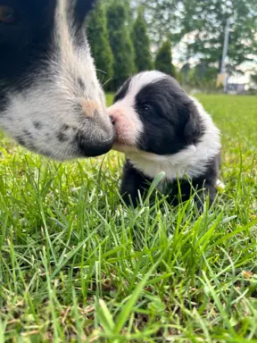 Hodowla - Puppy collie 2