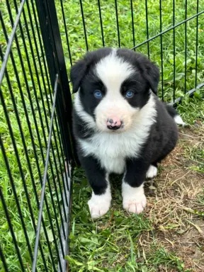 Hodowla - Puppy collie 4