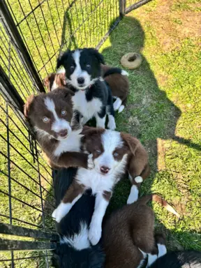 Hodowla - Puppy collie 5