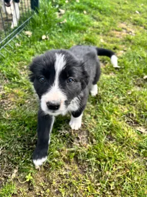 Hodowla - Puppy collie 7