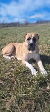 Hodowla - Nadnoteckie Duszki FCI 1