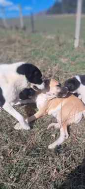 Hodowla - Nadnoteckie Duszki FCI 2