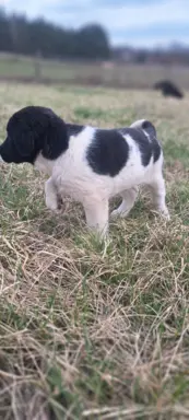 Hodowla - Nadnoteckie Duszki FCI 5