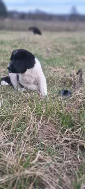 Hodowla - Nadnoteckie Duszki FCI 6