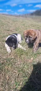 Hodowla - Nadnoteckie Duszki FCI 7