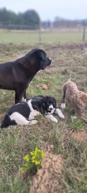 Hodowla - Nadnoteckie Duszki FCI 8