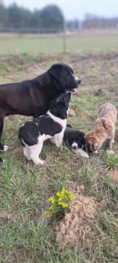 Hodowla - Nadnoteckie Duszki FCI 9