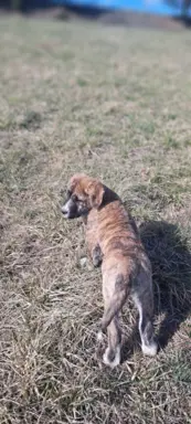 Hodowla - Nadnoteckie Duszki FCI 10