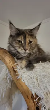 Hodowla - Deniland 7