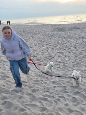 Hodowla - Angelic Puppies of The Beauty Quenn(FCI) 4