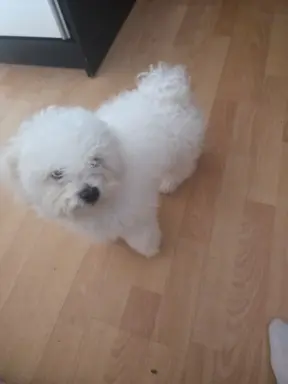 Hodowla - Angelic Puppies of The Beauty Quenn(FCI) 6