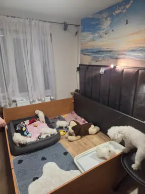 Hodowla - Angelic Puppies of The Beauty Quenn(FCI) 2