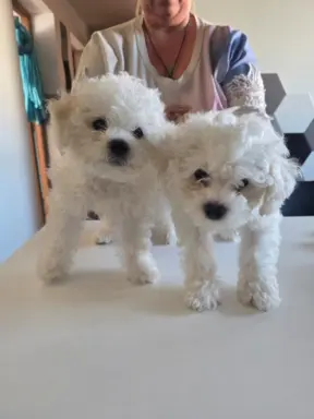 Hodowla - Angelic Puppies of The Beauty Quenn(FCI) 7