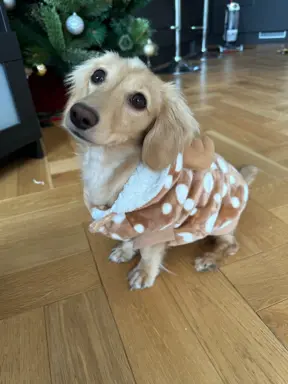 Hodowla - Dachshunds Von Creamshire 2
