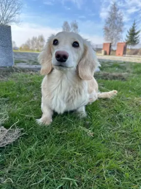 Hodowla - Dachshunds Von Creamshire 5