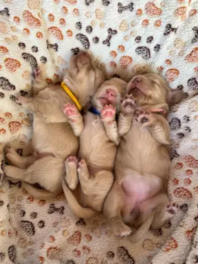 Hodowla - Dachshunds Von Creamshire 6