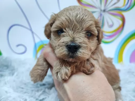 MALTIPOO 1