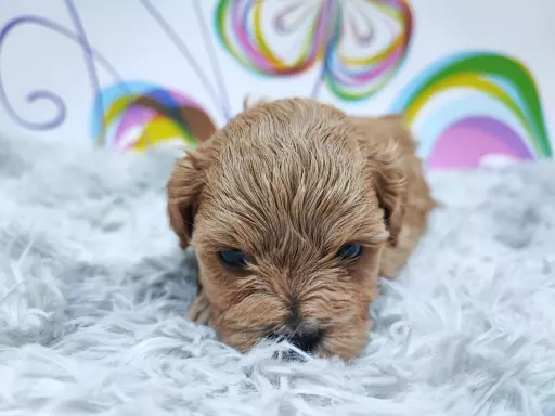 MALTIPOO 2