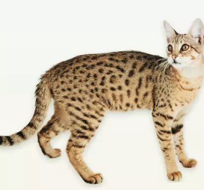 Kot Savannah- generacja F4- hybryda- Miniserwal 5
