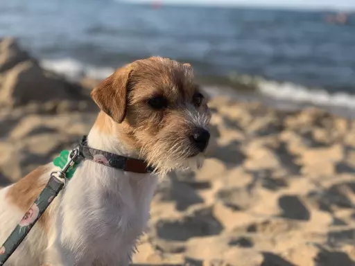 Szczenięta Jack Russell Terrier z rodowodami 3