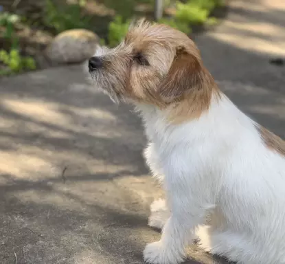 Szczenięta Jack Russell Terrier z rodowodami 2