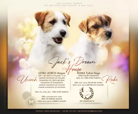 Szczenięta Jack Russell Terrier z rodowodami 1