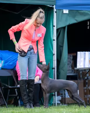 Nagi pies meksykański Standart- Xoloitzcuintli(Xolo) - Suczk 1