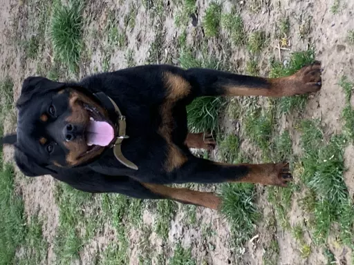 Rottweiler Młoda Suczka FCI 1