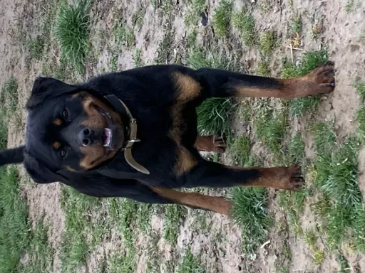Rottweiler Młoda Suczka FCI 4