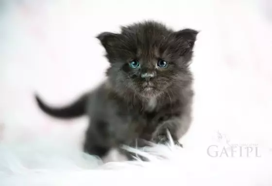 Maine Coon kocięta 2