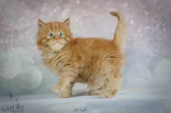 Maine Coon kocięta 3