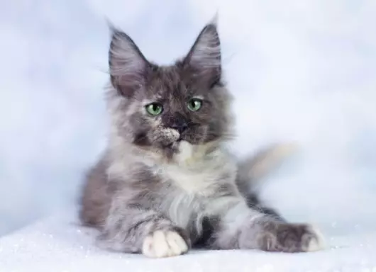 Maine Coon kocięta 4
