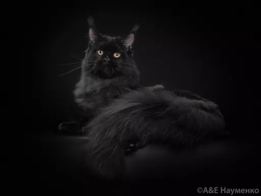 Maine Coon kocięta 1