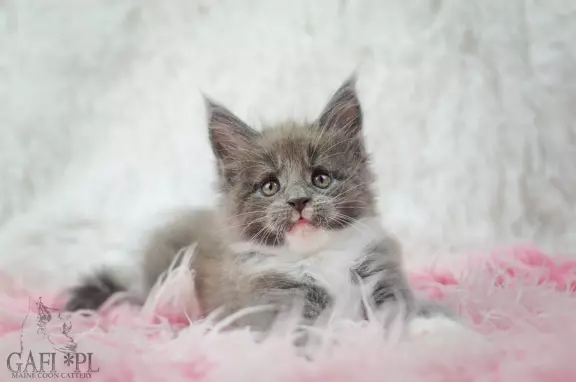 Maine Coon kocięta 5