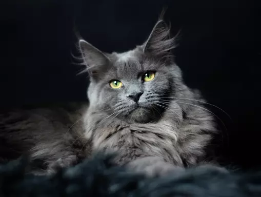 Maine Coon kocięta 6