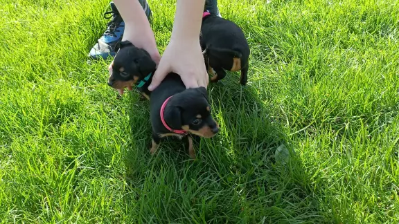 Pinczer miniaturowy 3