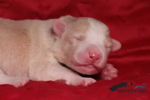 Szczenięta Border Collie ZKwP FCI 4