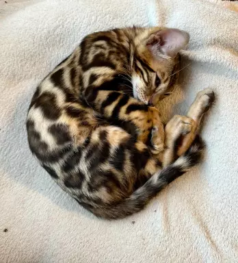 Piękny Amir najbardziej przytulaśny bengal 5