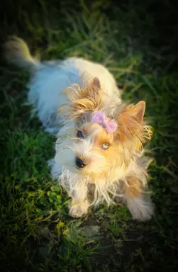 Cudowna księżniczka Emma Blueberry yorkshire terrier 3