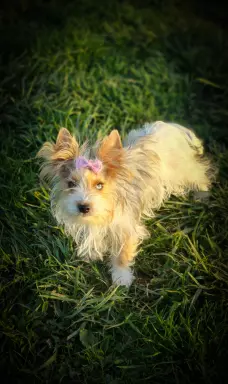Cudowna księżniczka Emma Blueberry yorkshire terrier 2