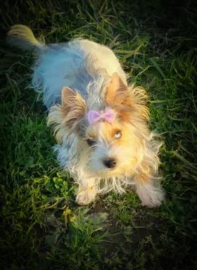 Cudowna księżniczka Emma Blueberry yorkshire terrier 4