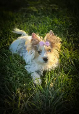 Cudowna księżniczka Emma Blueberry yorkshire terrier 1