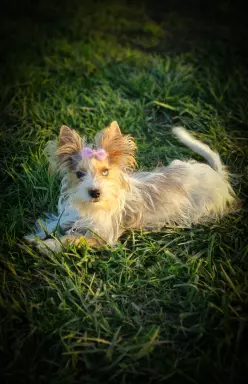 Cudowna księżniczka Emma Blueberry yorkshire terrier 5