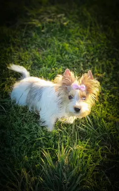 Cudowna księżniczka Emma Blueberry yorkshire terrier 6