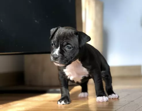 American staffordshire terrier AMSTAFF FCI 2