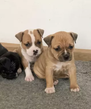 American staffordshire terrier AMSTAFF FCI 6