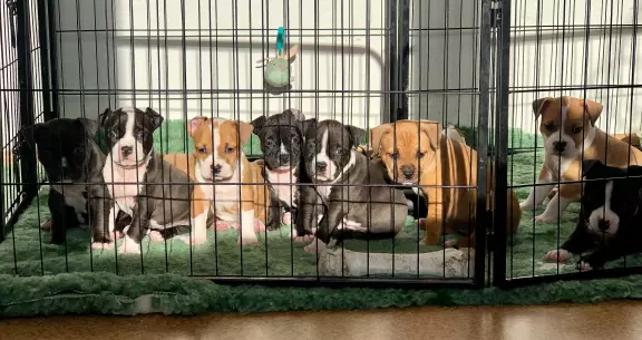 American staffordshire terrier AMSTAFF FCI 4