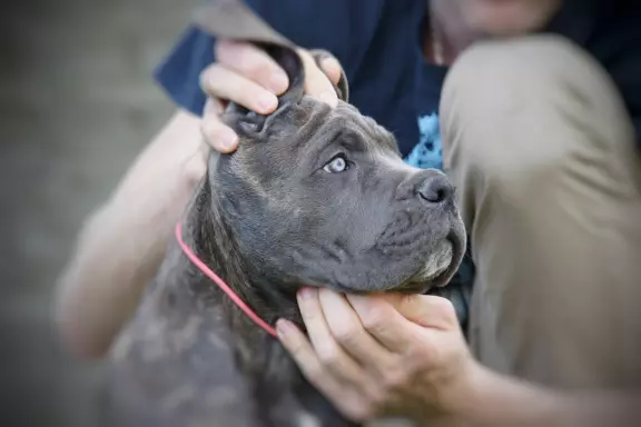 Szczenieta, suczki Cane Corso Italiano 2