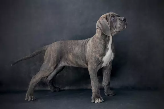 Szczenieta, suczki Cane Corso Italiano 1