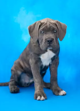 Szczenieta, suczki Cane Corso Italiano 3